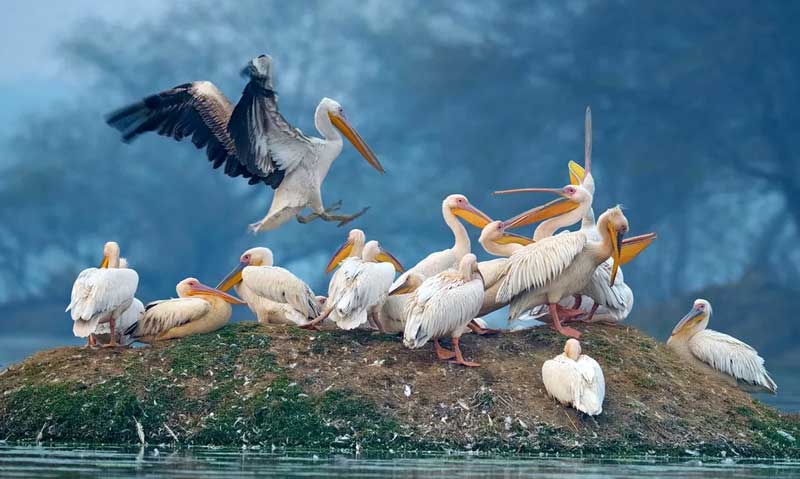 07 Days Rajasthan Wildlife Safari Tour