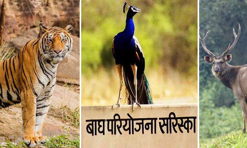 Jaipur to Sariska Tiger Reserve Cab
