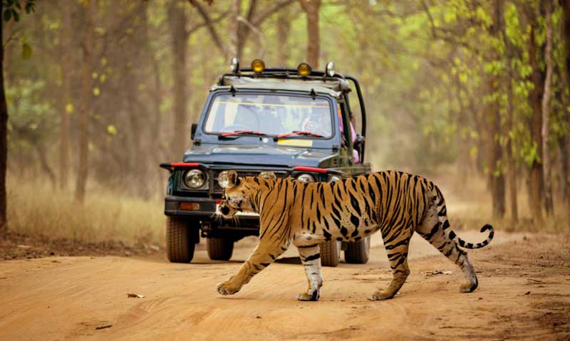 Jaipur Ranthambore Tour